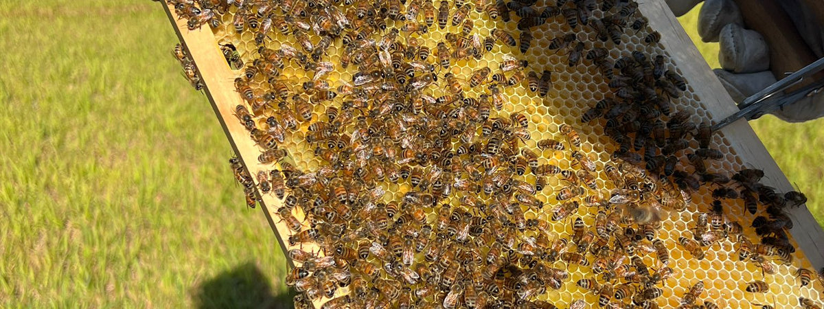 Hive Nucs