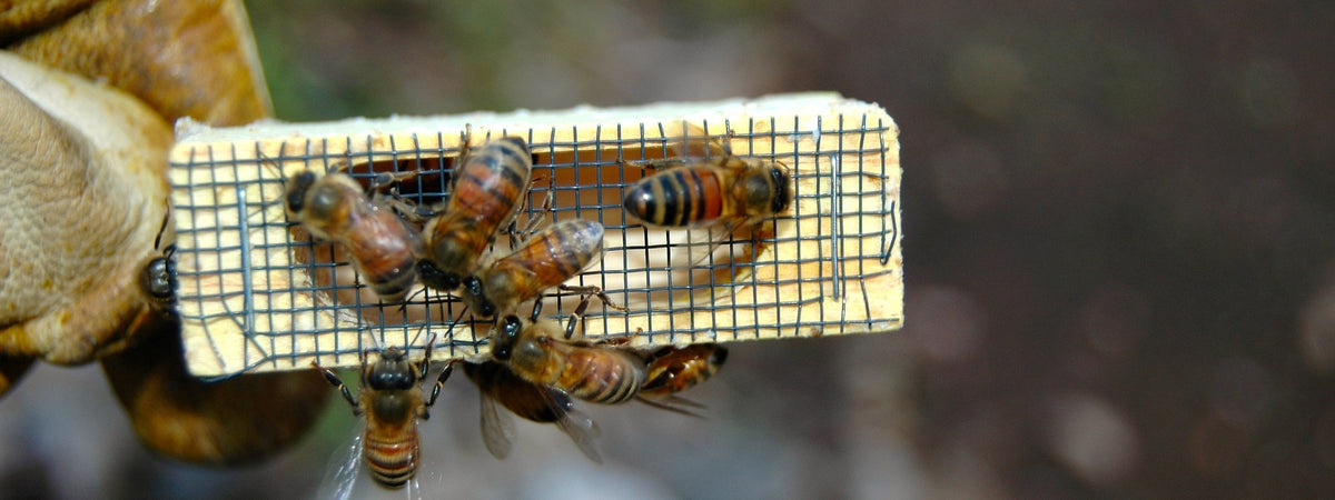 Nucs & Feeding