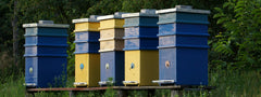 Wood Beehives