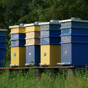 Wood Beehives